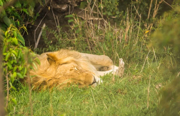 Rey León en la reserva natural Masai Mara en Kenia — Foto de Stock