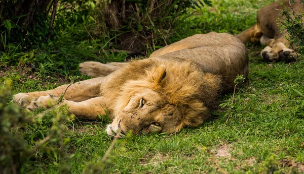 Oroszlán király a természet Masai Mara tartalék Kenya — Stock Fotó