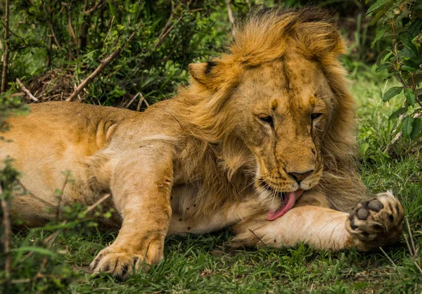 Rei leão em Masai Mara reserva natural no Quênia — Fotografia de Stock