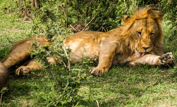 Rey León en la reserva natural Masai Mara en Kenia —  Fotos de Stock