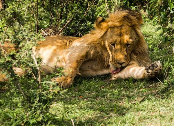 Leeuwenkoning in de natuur van de Masai Mara reserve in Kenia — Stockfoto