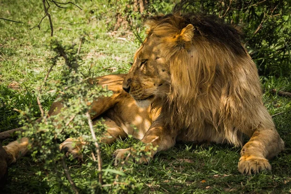 Rey León en la reserva natural Masai Mara en Kenia —  Fotos de Stock