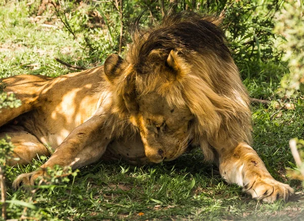 Rey León en la reserva natural Masai Mara en Kenia —  Fotos de Stock