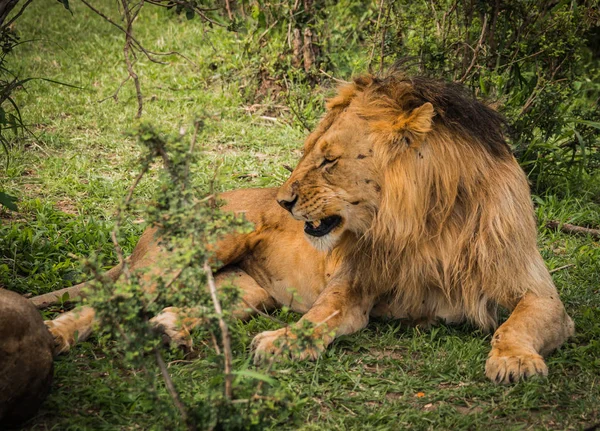 केन्या में मसाई मारा प्रकृति रिजर्व में शेर राजा — स्टॉक फ़ोटो, इमेज
