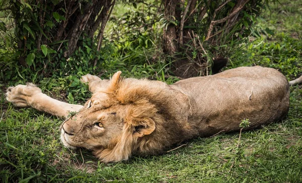 Re leone nella riserva naturale di Masai Mara in Kenya — Foto Stock