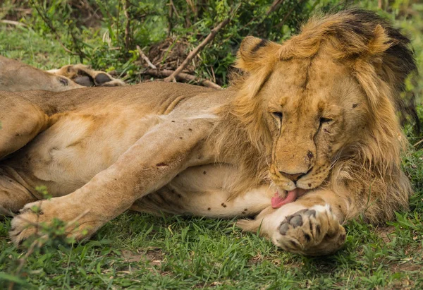 Lion king in Masai Mara nature reserve in Kenya — Stock Photo, Image