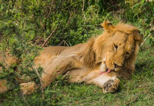 Rey León en la reserva natural Masai Mara en Kenia —  Fotos de Stock