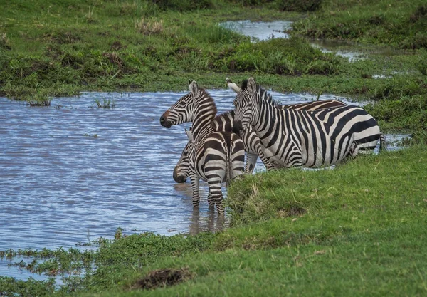 Cebras en Masai Mara en Kenia — Foto de Stock