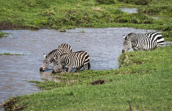 Cebras en Masai Mara en Kenia —  Fotos de Stock