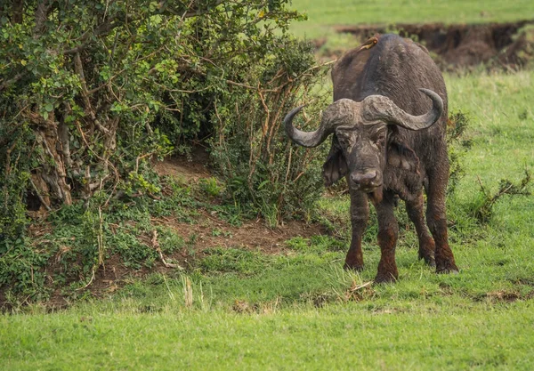 Buffalo de Big Five en Masai Mara en Kenia — Foto de Stock