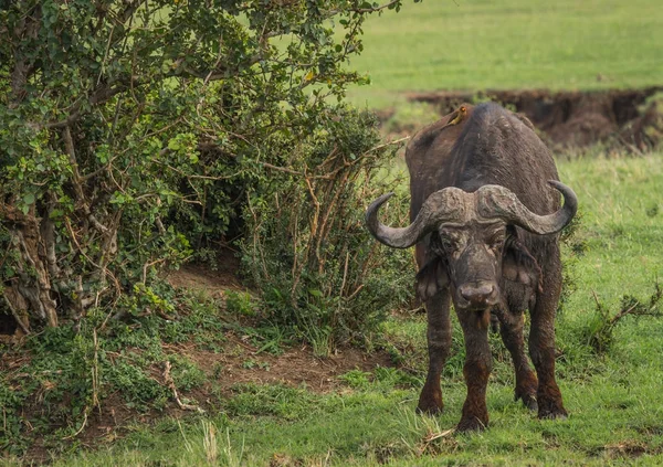 Buffalo from  Big Five in Masai Mara in Kenya — Stock Photo, Image