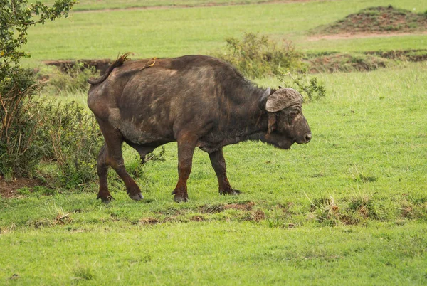 Buffalo from  Big Five in Masai Mara in Kenya — Stock Photo, Image