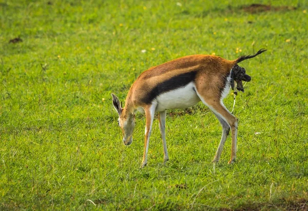 Thompson antelope giving birth to  baby in Masai Mra, Kenya — Stock Photo, Image