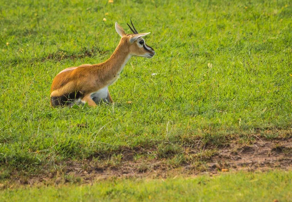 Thompson antelope geboorte van baby in Masai Mra, Kenia — Stockfoto