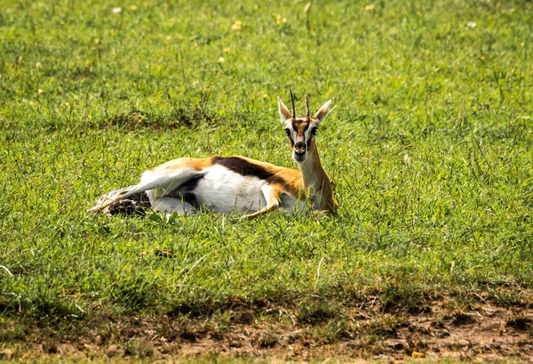 Thompson antelope giving birth to  baby in Masai Mra, Kenya — Stock Photo, Image