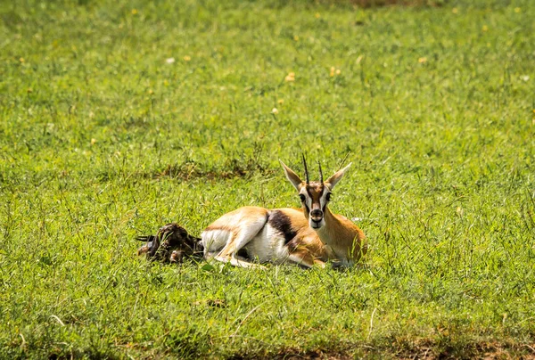 Thompson Antilope føder barn i Masai Mra, Kenya – stockfoto