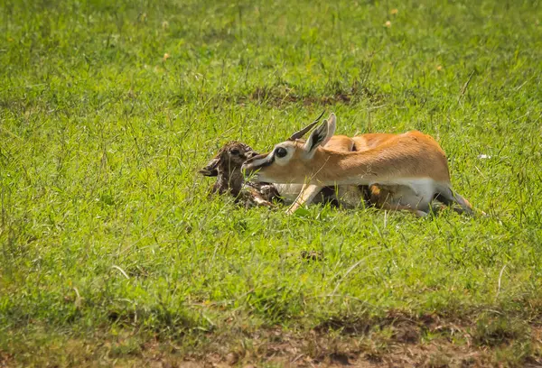 L'antilope Thompson donne naissance à un bébé à Masai Mra, au Kenya — Photo
