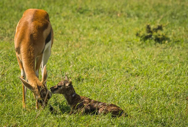 Antylopa Thompson i jej nowo narodzone dziecko w Masai Mara w Kenii — Zdjęcie stockowe