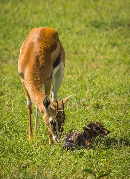 Antelope Thompson and her newborn baby in Masai Mara, Kenya — Stock Photo, Image