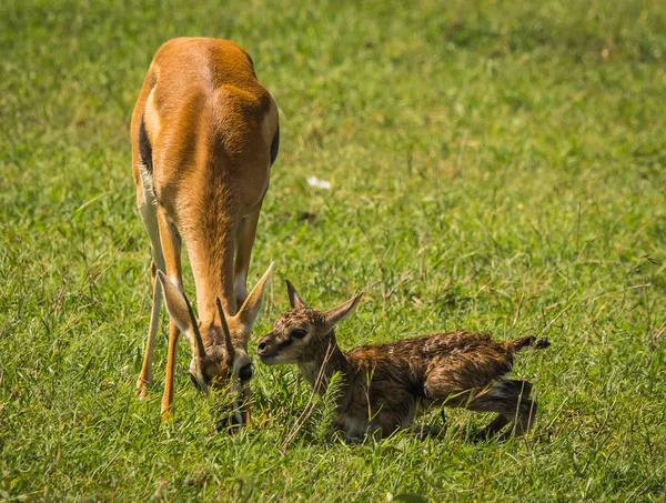 Antelope Thompson y su bebé recién nacido en Masai Mara, Kenia — Foto de Stock