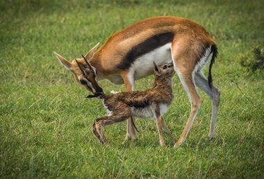 Antilop Thompson ve yeni doğan bebeği Masai Mara, Kenya