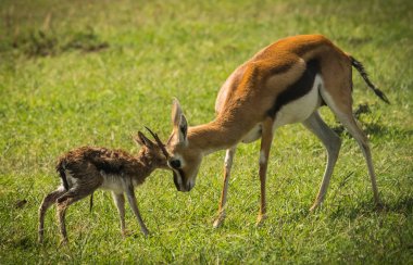 Antilop Thompson ve yeni doğan bebeği Masai Mara, Kenya