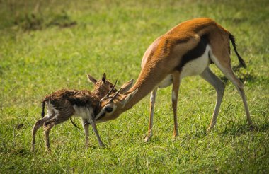 Antilop Thompson ve yeni doğan bebeği Masai Mara, Kenya