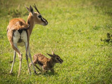 Antilop Thompson ve yeni doğan bebeği Masai Mara, Kenya