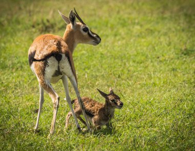 Antilop Thompson ve yeni doğan bebeği Masai Mara, Kenya