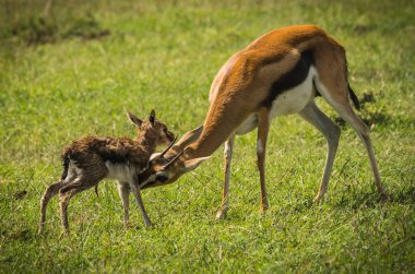 Antilop Thompson ve yeni doğan bebeği Masai Mara, Kenya