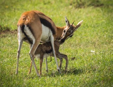 Antilop Thompson ve yeni doğan bebeği Masai Mara, Kenya