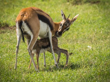 Antilop Thompson ve yeni doğan bebeği Masai Mara, Kenya