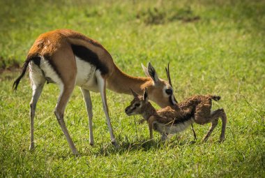 Antilop Thompson ve yeni doğan bebeği Masai Mara, Kenya