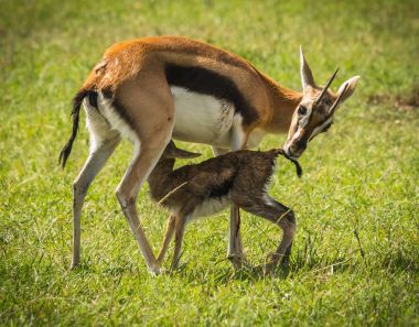 Antilop Thompson ve yeni doğan bebeği Masai Mara, Kenya