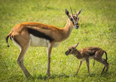 Antilop Thompson ve yeni doğan bebeği Masai Mara, Kenya