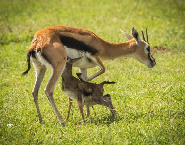 Antilop Thompson ve yeni doğan bebeği Masai Mara, Kenya