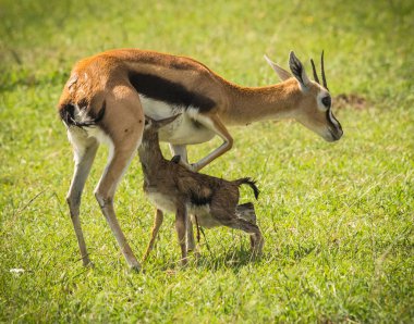 Antilop Thompson ve yeni doğan bebeği Masai Mara, Kenya