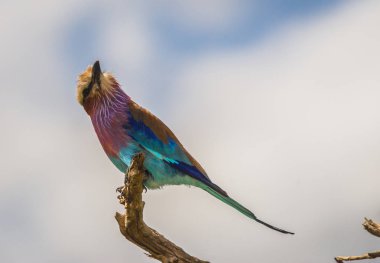 Masai Mara, Kia içinde Lila kruvaze roller