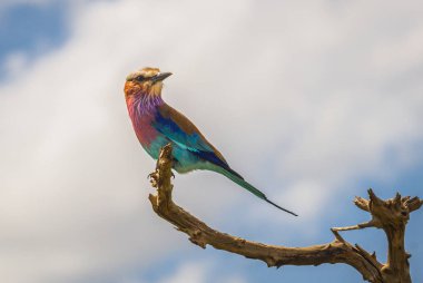 Masai Mara, Kia içinde Lila kruvaze roller