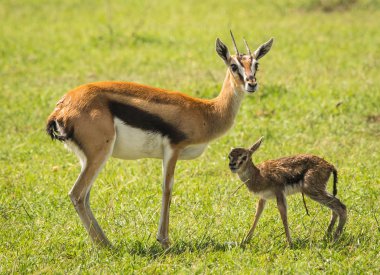 Antilop Thompson ve yeni doğan bebeği Masai Mara, Kenya