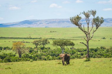 Kenya'daki Masai Mara Afrika filler