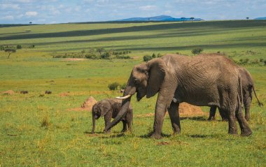 Kenya'daki Masai Mara Afrika filler