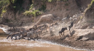 Zebralar ve antilop Masai M Serengeti göç sırasında