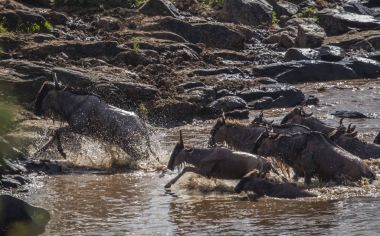 Zebralar ve antilop Masai M Serengeti göç sırasında