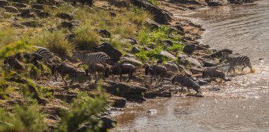 Zebralar ve antilop Masai M Serengeti göç sırasında