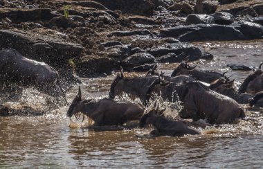 Zebralar ve antilop Masai M Serengeti göç sırasında