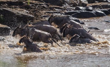 Zebralar ve antilop Masai M Serengeti göç sırasında