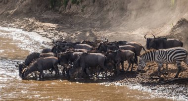 Zebralar ve antilop Masai M Serengeti göç sırasında