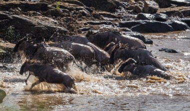 Zebralar ve antilop Masai M Serengeti göç sırasında