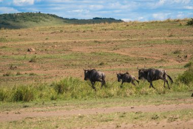 Zebralar ve antilop Masai M Serengeti göç sırasında